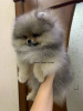 Photo №1. pomeranian - for sale in the city of Kishinev | 1585$ | Announcement № 88531