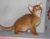 Photo №1. abyssinian cat - for sale in the city of Kobrin | 500$ | Announcement № 20450