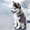 Photo №1. siberian husky - for sale in the city of Varna | negotiated | Announcement № 111777