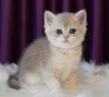 Photo №3. Healthy British Shorthair Kittens.. Germany