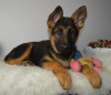 Photo №1. german shepherd - for sale in the city of Lisbon | 250$ | Announcement № 117808