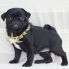 Photo №2 to announcement № 10387 for the sale of pug - buy in Ukraine 