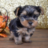 Photo №4. I will sell yorkshire terrier in the city of Chicago. breeder - price - 1$