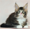 Photo №1. maine coon - for sale in the city of St. Petersburg | negotiated | Announcement № 11570