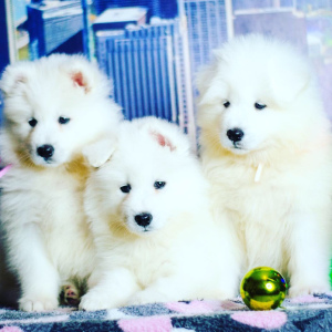Photo №4. I will sell samoyed dog in the city of Magnitogorsk. private announcement - price - Negotiated