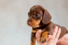 Photo №3. Rabbit Dachshund puppy, brown and tan male. Belarus