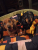 Photo №2 to announcement № 14736 for the sale of dachshund - buy in Ukraine private announcement