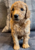 Photo №4. I will sell golden retriever in the city of Texas City. private announcement - price - 875$