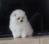 Additional photos: pomeranian