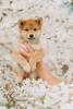 Photo №2 to announcement № 19579 for the sale of shiba inu - buy in Belarus private announcement, breeder