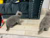 Additional photos: Aanbiddelijk Blauw Brits Korthaar Kitten