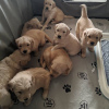 Photo №4. I will sell golden retriever in the city of Heilbronn. private announcement - price - 423$