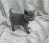 Photo №2 to announcement № 123661 for the sale of british shorthair - buy in Germany private announcement