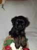 Photo №2 to announcement № 28906 for the sale of belgian griffon - buy in Belarus private announcement