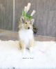 Photo №2 to announcement № 99577 for the sale of rough collie - buy in Germany private announcement, from nursery, from the shelter