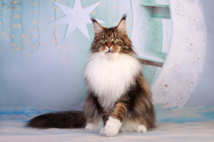 Photo №2 to announcement № 6955 for the sale of maine coon - buy in Russian Federation from nursery