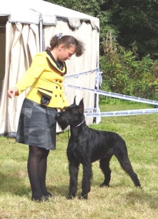 Photo №3. Giant Schnauzer puppies of black color. Russian Federation