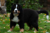 Photo №2 to announcement № 13214 for the sale of bernese mountain dog - buy in Belarus from nursery, breeder