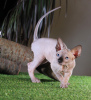 Photo №4. I will sell sphynx-katze in the city of Kharkov. from nursery, breeder - price - 500$