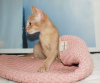 Additional photos: Abyssinian cat boy fawn color kitten