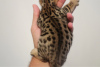 Photo №3. Healthy Bengal Cat kittens. Germany