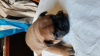 Additional photos: French bulldog puppies