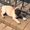 Photo №1. french bulldog - for sale in the city of Banja Luka | 634$ | Announcement № 85908