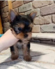 Photo №4. I will sell yorkshire terrier in the city of Bremen. private announcement - price - 280$