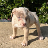 Photo №1. american bully - for sale in the city of Гамбург | 634$ | Announcement № 105795