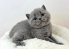 Photo №2 to announcement № 88659 for the sale of british shorthair - buy in United States private announcement