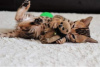 Photo №2 to announcement № 63486 for the sale of bengal cat - buy in United States from the shelter