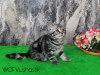 Photo №3. Scottish straight kitten, female, SFS71 NS22. Belarus