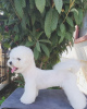 Photo №1. bichon frise - for sale in the city of Bar | 1004$ | Announcement № 48021