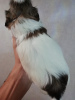 Photo №3. Purebred Shih Tzu puppies.. Estonia