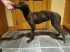 Photo №4. I will sell greyhound in the city of Sligo. breeder - price - negotiated