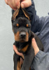 Photo №1. dobermann - for sale in the city of Belgrade | negotiated | Announcement № 91297