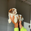 Photo №3. SHIH TZU PUPPIES. United States