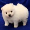 Photo №1. pomeranian - for sale in the city of Riyadh | Is free | Announcement № 28793