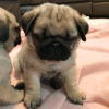 Photo №1. pug - for sale in the city of Oulu | negotiated | Announcement № 94435