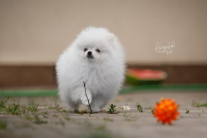Photo №1. pomeranian - for sale in the city of Moscow | Negotiated | Announcement № 4104
