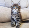 Photo №1. maine coon - for sale in the city of New York | 300$ | Announcement № 87563