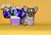 Additional photos: Chihuahua boy