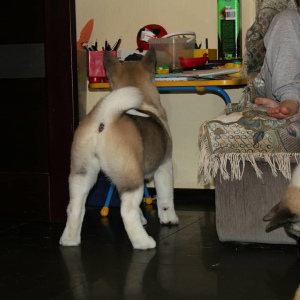 Photo №4. I will sell american akita in the city of Yekaterinburg. breeder - price - 481$