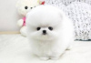 Photo №1. pomeranian - for sale in the city of Штутгарт | negotiated | Announcement № 127428