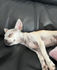 Photo №2. Mating service chihuahua. Price - negotiated
