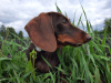 Photo №2 to announcement № 3637 for the sale of dachshund - buy in Russian Federation breeder