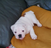 Photo №1. english bulldog - for sale in the city of Erzelj | 317$ | Announcement № 71338