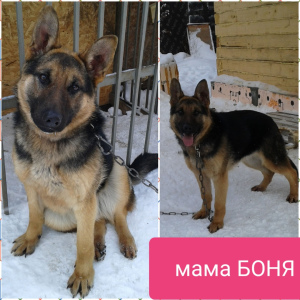 Additional photos: Selling purebred German Shepherd puppy, girl.