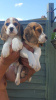 Photo №1. beagle - for sale in the city of Berlin | Is free | Announcement № 23737