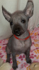 Additional photos: Xoloitzcuintle Puppy